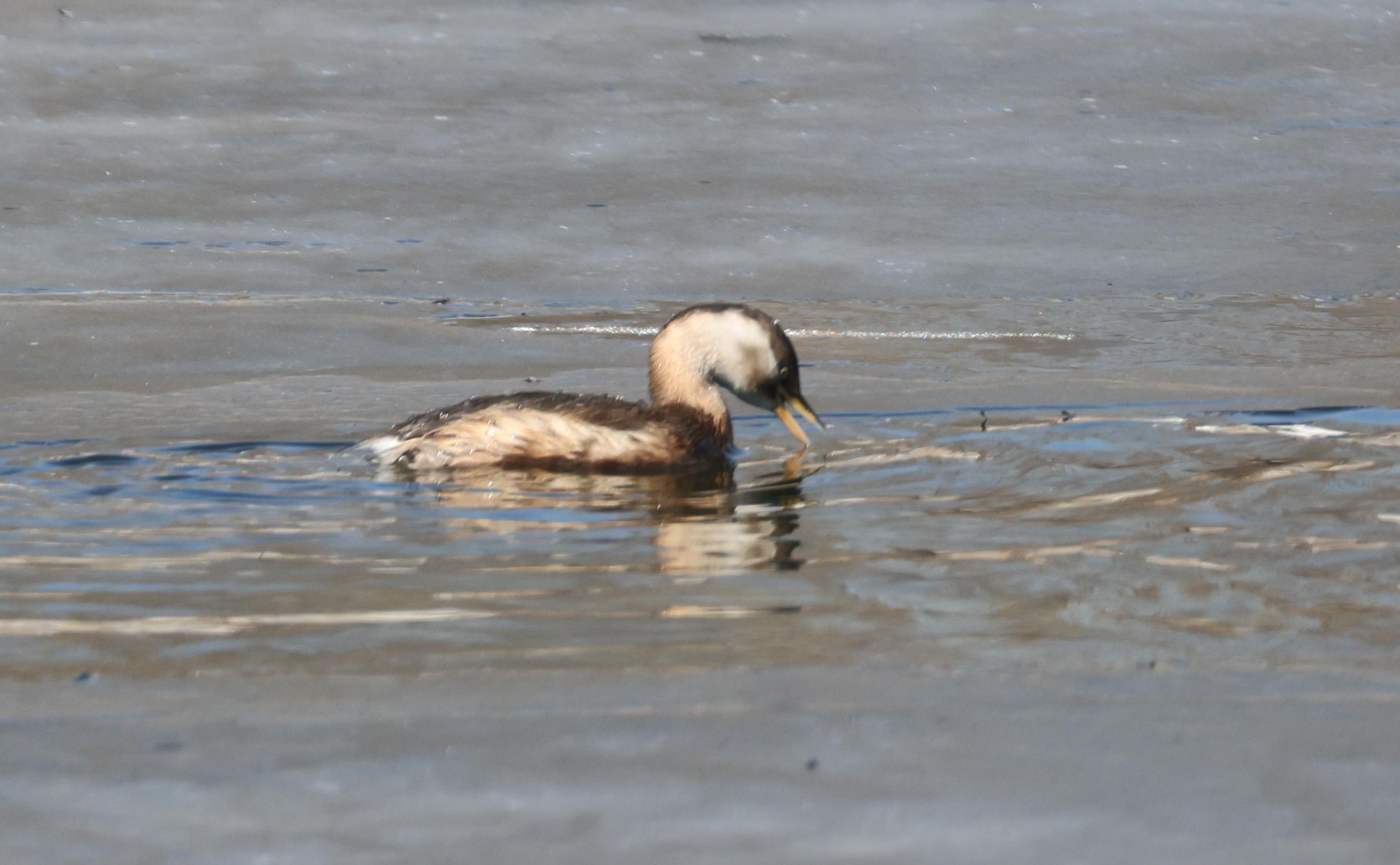 ayx-6?WyH秲嚬@^秂/?PI?V櫼婜苠鸟的简单介绍